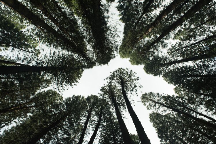 Bain & Co, BCG and Natura among early adopters of climate claims integrity initiative