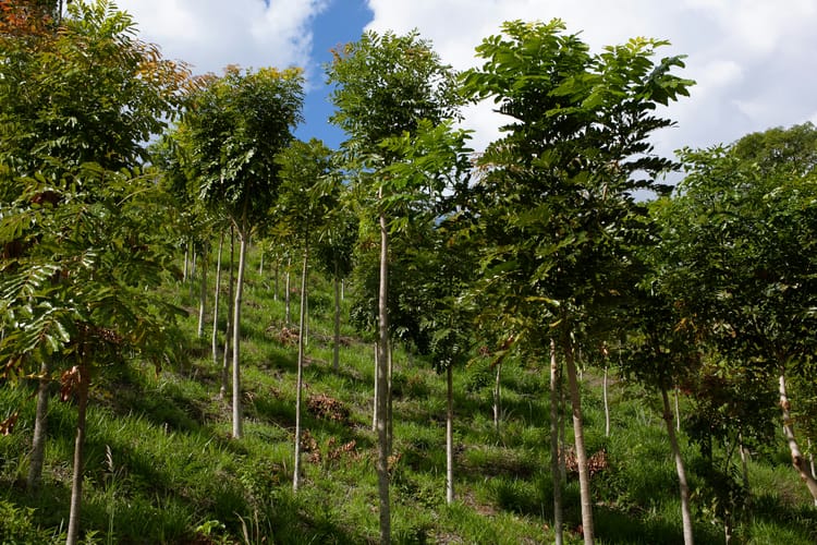 Companies can now make VCMI ‘carbon integrity’ claims for use of quality offsets