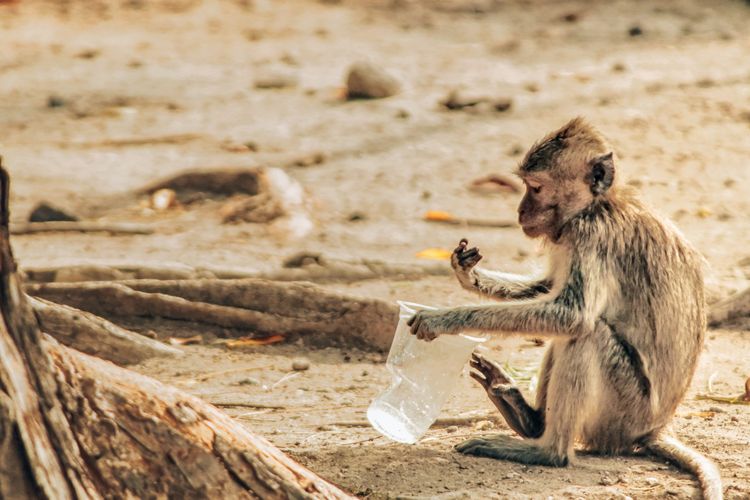 Investors display growing focus on nature-related risks