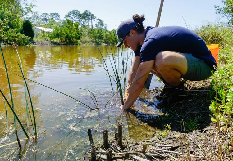 Is the Nature Restoration Law facing the same fate as CSDDD?