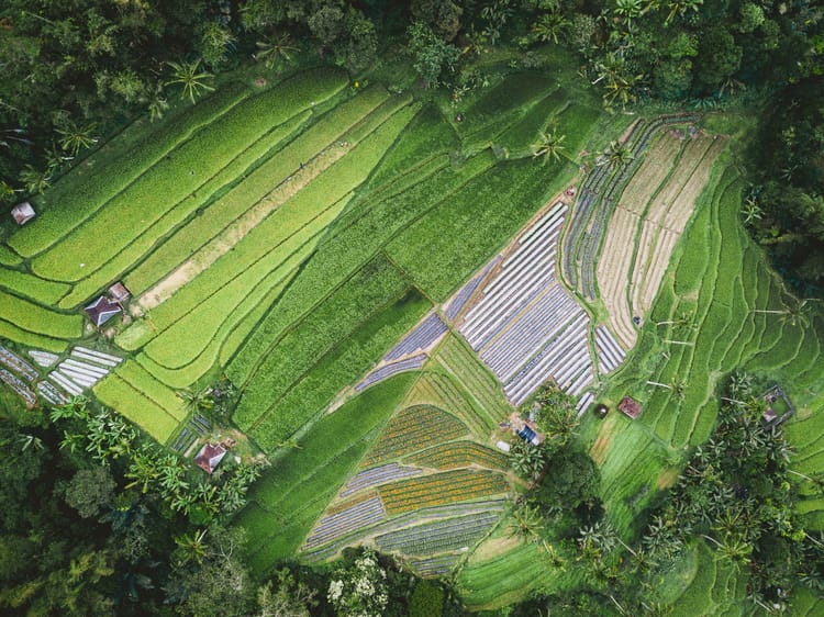 Regenerative agriculture cut ADM’s emissions by more than 300,000 tonnes last year