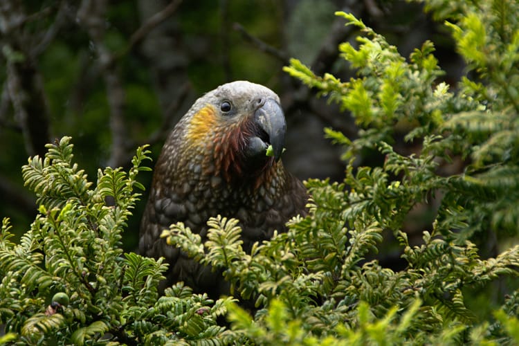 Biodiversity credits for nature capital: What CSOs need to know