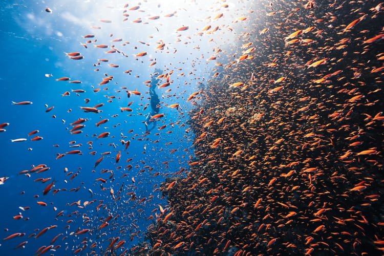 Investors urged to strengthen biodiversity policies ahead of COP16