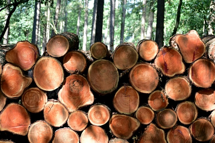 Kering, GSK, Holcim: first adopters of science-based targets for nature