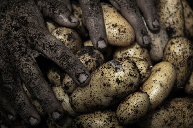 Food businesses double down on regenerative agriculture programmes