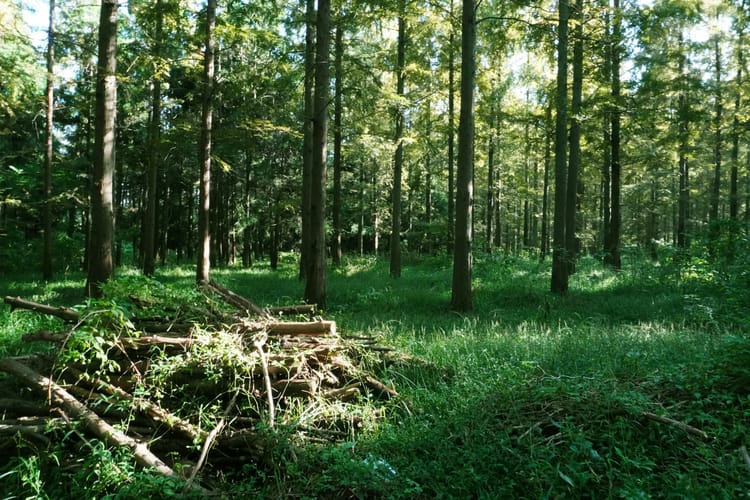 Microsoft signs ‘world’s largest’ biochar carbon removal purchase