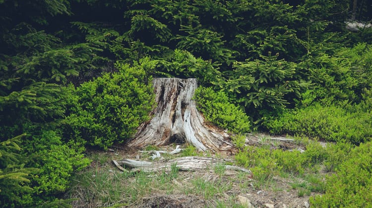 TNFD reveals ‘extensive’ evidence of financial effects of nature-related risks