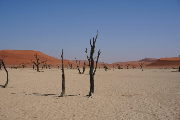 Schroders’ first TNFD report finds 10% of AUM responsible for most nature risks