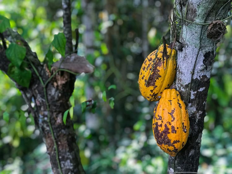 Mondelez exec asks for further EU Deforestation Regulation delay