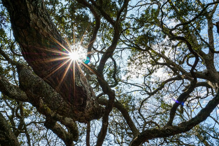 High-integrity carbon credits are now sold at an average 65% price premium
