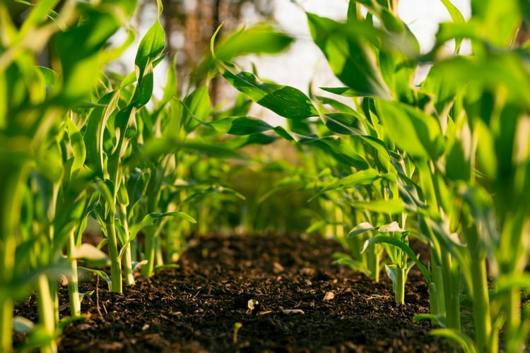 Mars credits sustainable farming focus for continued emissions reduction