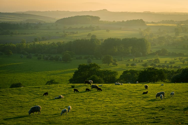 Nature-positive transition pathways ‘critical’ for private sector nature investment