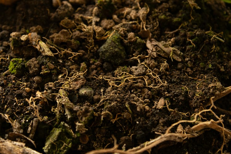 New Verra-approved tool uses AI to measure soil carbon in agricultural projects