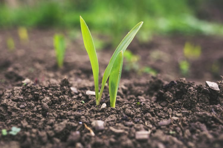 Integrity Council approves first three biochar carbon credit methodologies for CCP label