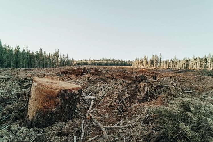 Financial institutions provided nearly US$9tn to ‘deforestation economy’ in 2024