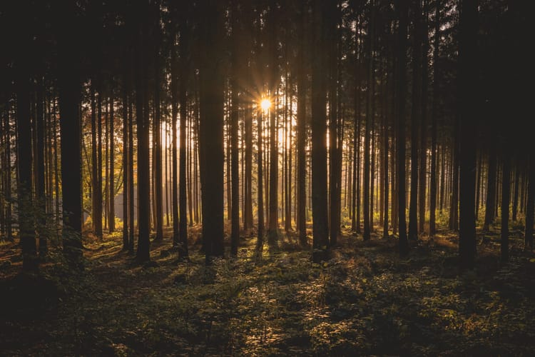 EU maintains Deforestation Regulation implementation date