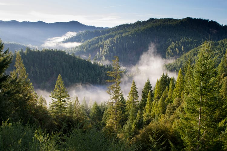 Forest goals largely off track as commodity-driven deforestation ‘continues unchecked’