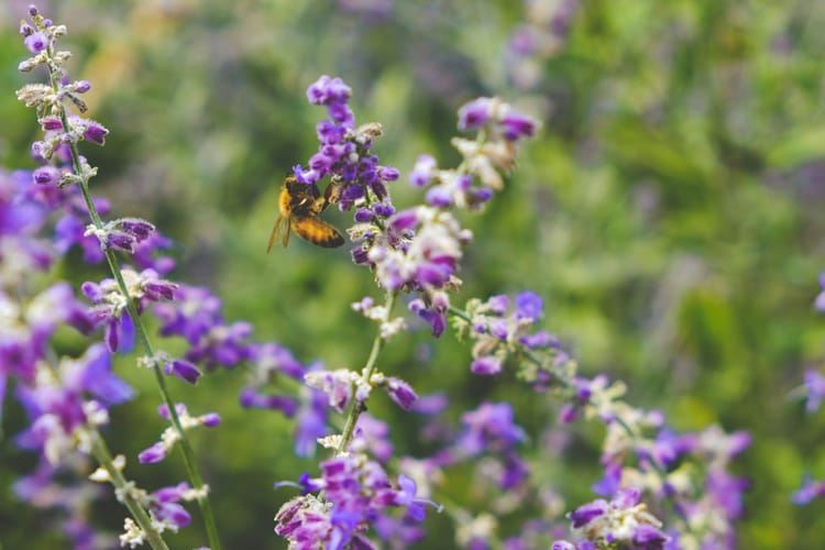 BSI publishes new standards for biodiversity preservation