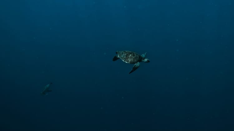 ‘Historic’: High Seas Treaty enters into force