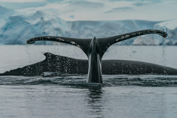 Sustainable Markets Initiative unveils plan to create marine protected area in Antarctica