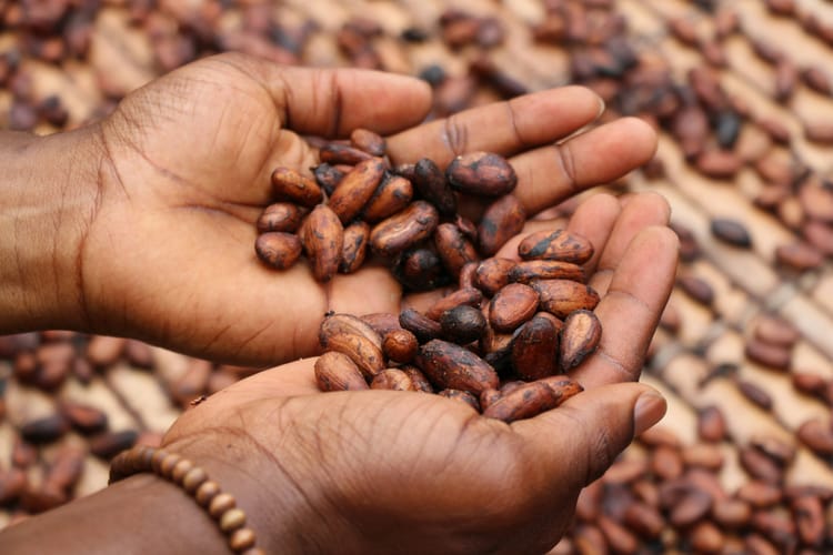 Cocoa businesses urge UK government to align rules with EUDR
