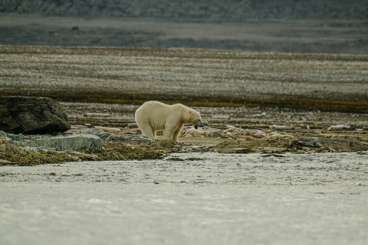 ‘Climate chaos is accelerating’: WMO report warns of growing interconnected climate impacts
