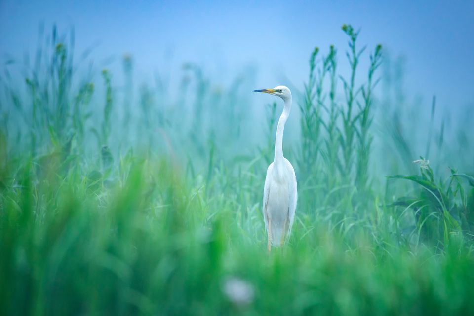 Nature Restoration Law: How can Chief Sustainability Officers prepare?