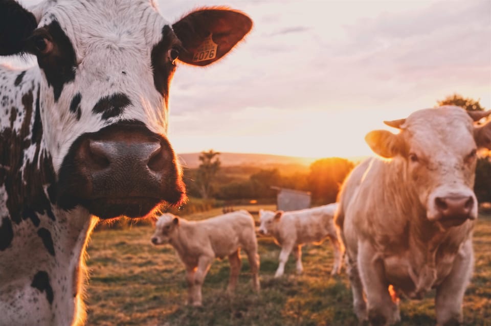 Global food companies worth US$2.1 trillion join forces for sustainable farming