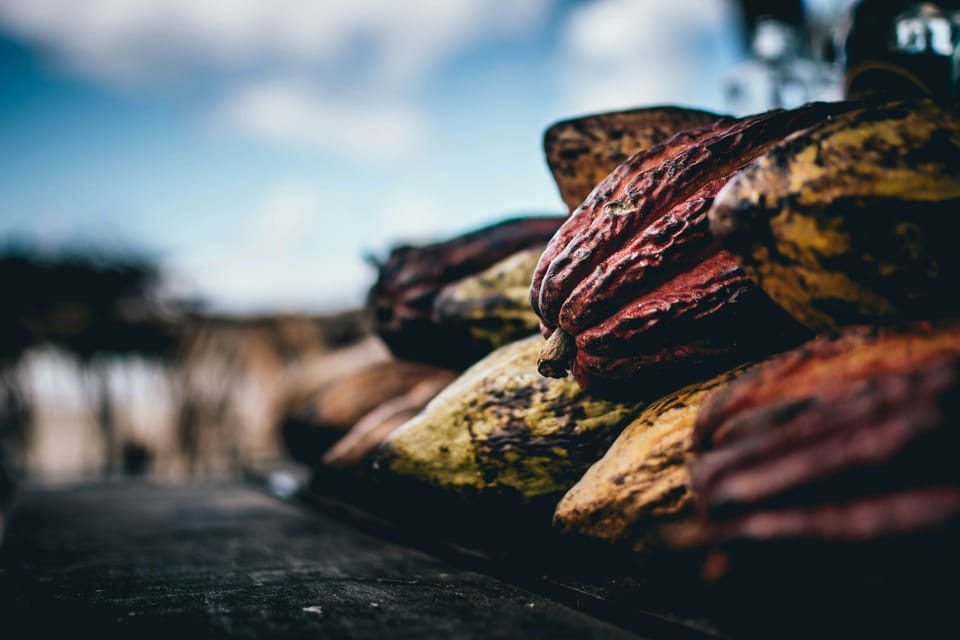 Waitrose joins Tony’s Chocolonely initiative for ethical cocoa supply chain