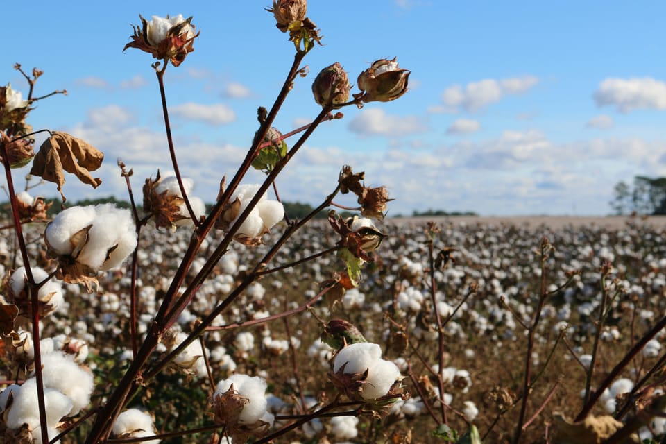 H&M, Zara's 'Better Cotton' linked to Brazilian deforestation