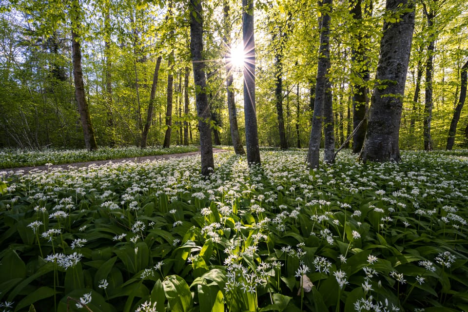 SBTN expands call for science-based nature targets early adopters