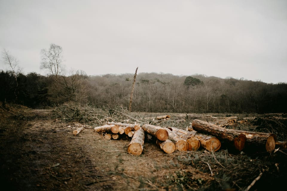 EU Commission eases Deforestation Regulation reporting processes