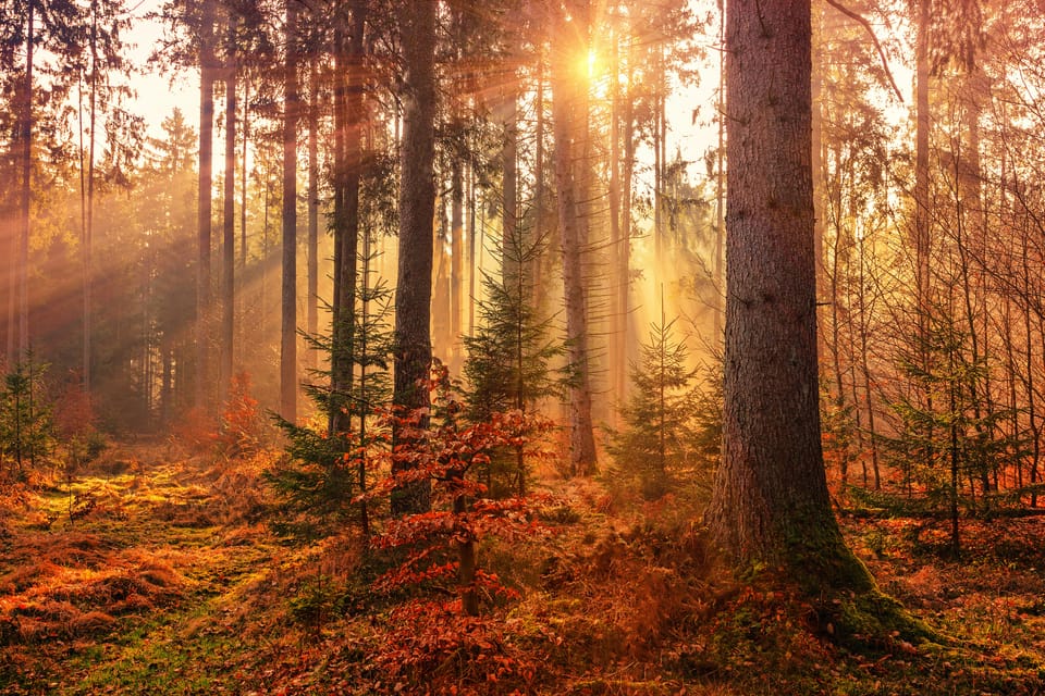 ISSB and TNFD strengthen collaboration on nature-related disclosures