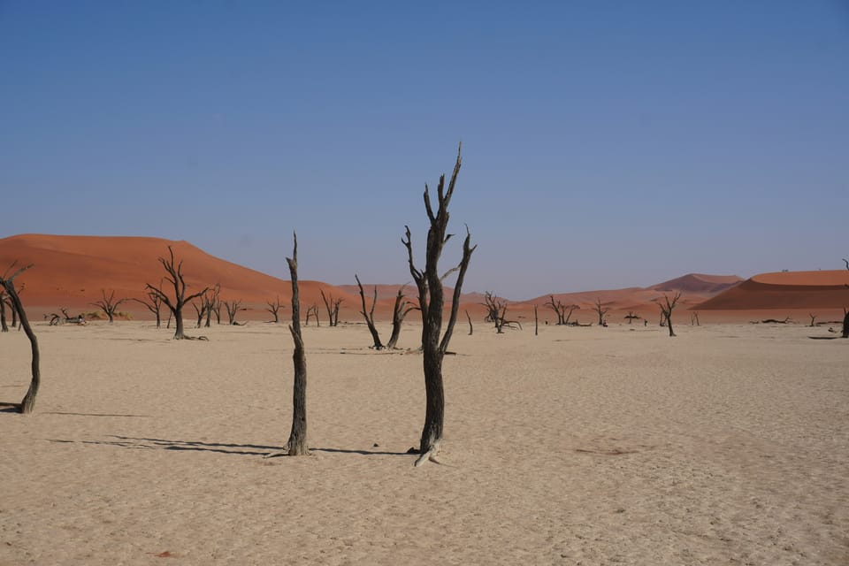 Schroders’ first TNFD report finds 10% of AUM responsible for most nature risks