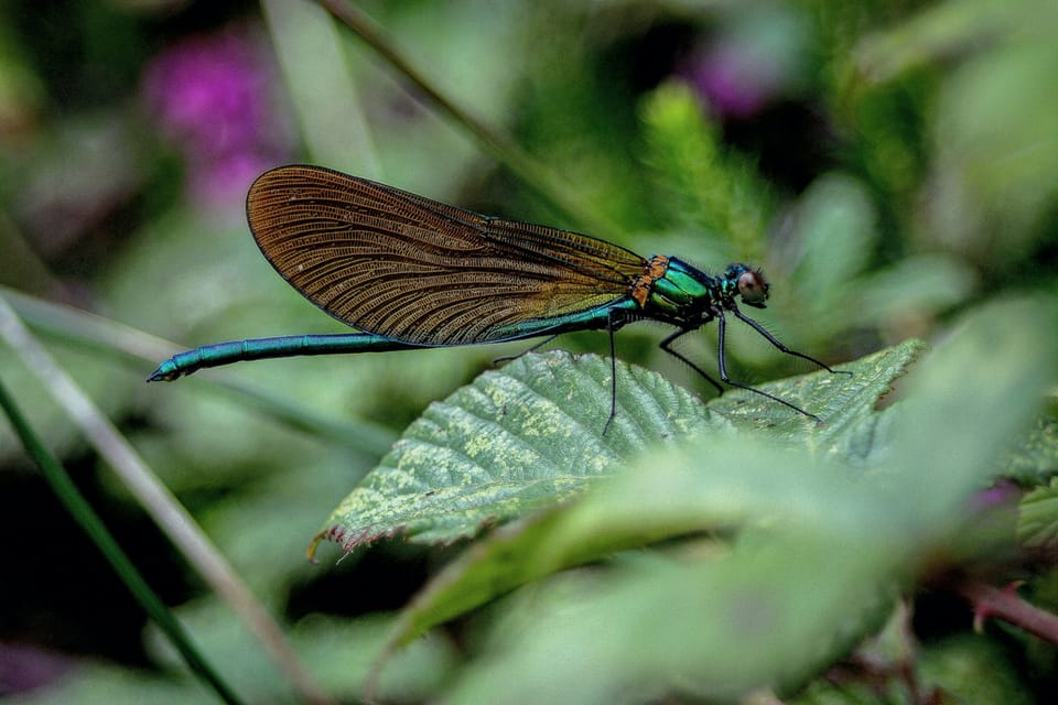 Businesses and NGOs urge UK government to maintain Biodiversity Net Gain scope