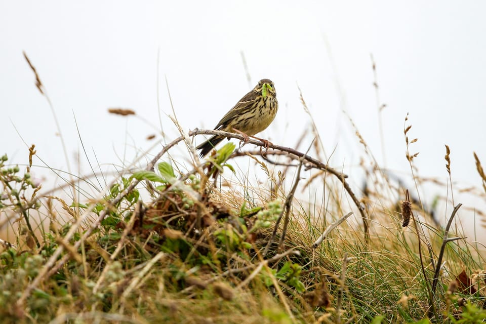 Biodiversity Net Gain market expected to reach £3bn by 2035