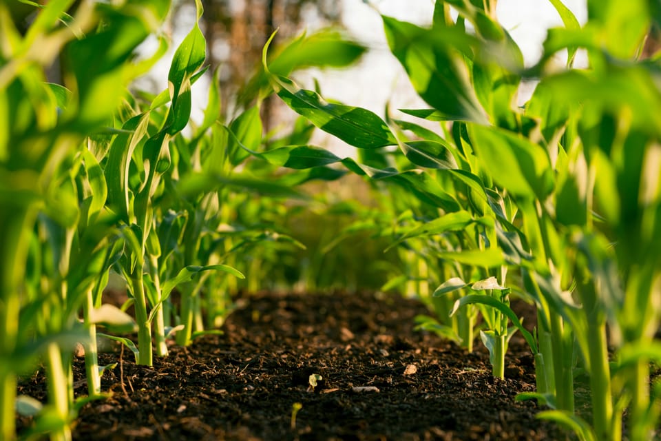 Mars credits sustainable farming focus for continued emissions reduction