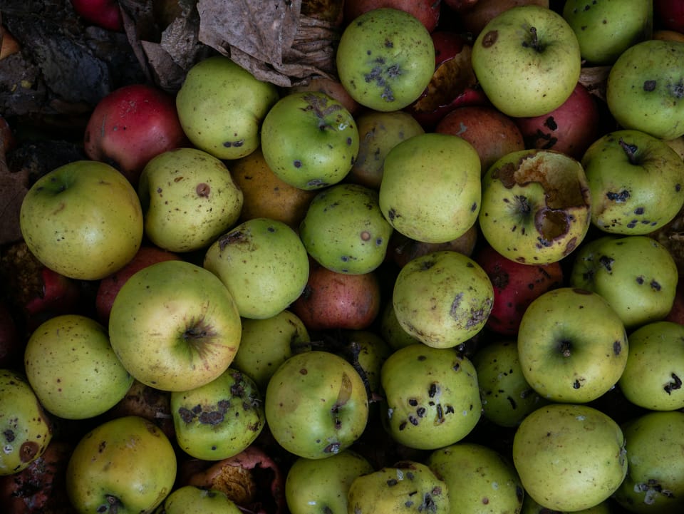Bad apples, portfolio approach and the need for consensus: Lessons from CSO Futures’ carbon market webinar