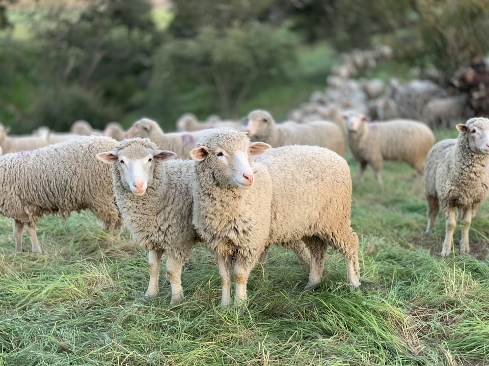 English farmers are raising less livestock – and it has proven climate benefits
