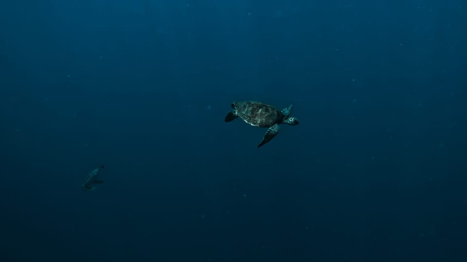 ‘Historic’: High Seas Treaty enters into force