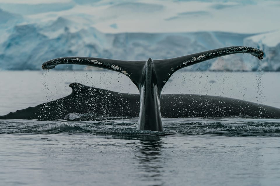 Sustainable Markets Initiative unveils plan to create marine protected area in Antarctica