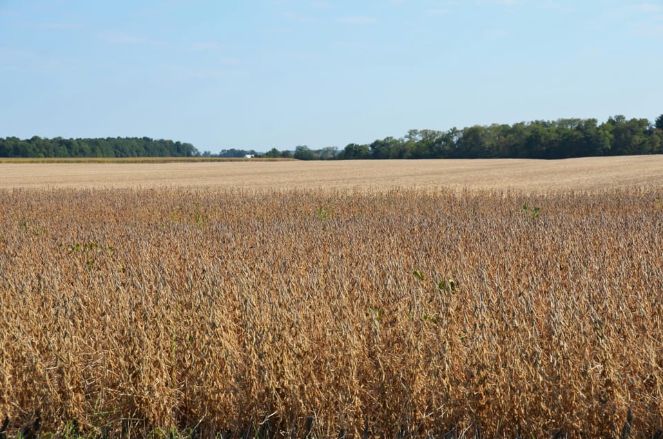 Top grain companies give up Brazil’s Soy Moratorium